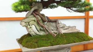 Royal Botanical Gardens 2010 Canadian BONSAI Exhibition Walkthough HD PART 1 of 2 [upl. by Wash]