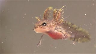 Spotted Salamander Larvae  First 2 Weeks Ambystoma maculatum [upl. by Teeter]