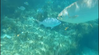 Snorkeling Underwater Video Shankanaab National Park Cozumel Mexico [upl. by Emersen]