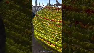 The process of drying peppers by hooking [upl. by Patrizia729]