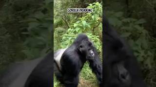 Gorilla trekking in Bwindi impenetrable national park  Uganda gorillatrekking uganda [upl. by Austine]