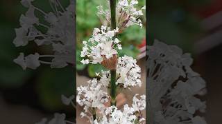 Callisia fragrans lídiacostacultivandonoquintal [upl. by Inalial]