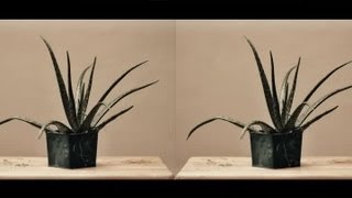 How to Make a Stereoscopic Image  Photography Tips [upl. by Marsiella]