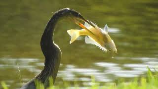 Anhinga having Dinner in Florida [upl. by Yesak]