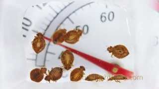 Killing bed bugs with heat realtime [upl. by Olegnaleahcim123]