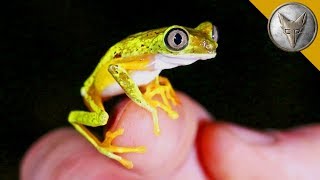 Rarest Frog in the World [upl. by Atoel]