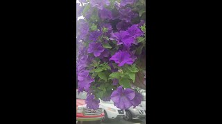 Gorgeous Surfinia Heavenly Petunia baskets [upl. by Debo]