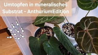 Plantcare  Umtopfen Anthurien mineralisches Substrat  Floragard Selbstbewässerungstöpfe Dehner [upl. by Mafalda]