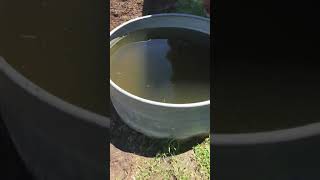 How to Siphon a stock tank with a hose and no pump [upl. by Halimak]