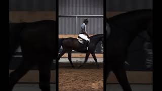 Demir Topcu 😍  horse showjumping equestrian trending showjumpers edit [upl. by Seravaj]