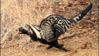 The African Civet Civettictis civetta [upl. by Brant]