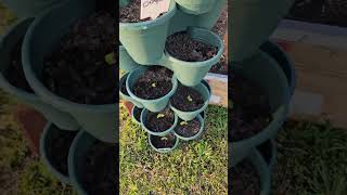 A walk in the Garden And Bailey showing off gardening springtime ncgardens growyourown [upl. by Philpot]