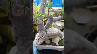 Bonsai Adenium Keren [upl. by Ruthven]