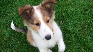 Cute sheltie puppy growing up [upl. by Portia136]