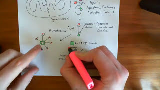 The Intrinsic Pathway of Apoptosis Part 6 [upl. by Ahsitam]