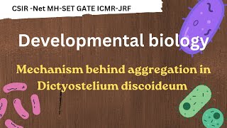 Mechanism behind aggregation in Dictyostelium discoideum l csirnetlifescience [upl. by Noreik]