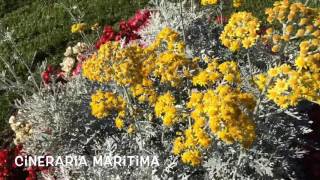 Cineraria maritima Garden Center online Costa Brava  Girona [upl. by Aihsercal]