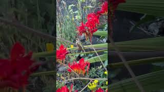 Crocosmia ‘Lucifer’ Hummingbird’s Feed On Nectar [upl. by Werd]