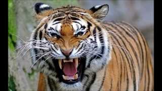 North Bengal Tiger  the 2nd Largest and Strongest Tiger in the world [upl. by Hgielyk]