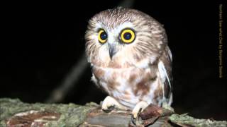 Northern Sawwhet Owl Call [upl. by Shama]