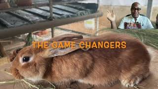 Rabbit Farming Update One Year Progress [upl. by Norreht]