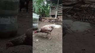 Indukan plucker ayam anakayambangkok chicken plucker mangon short [upl. by Eillim]