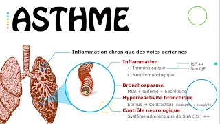 Asthme état stable  Cours  PneumoPhtisiologie [upl. by Leyameg]