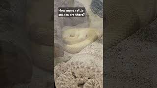 How many rattle snakes are there rattlesnakes nature snakes [upl. by Ennaear]