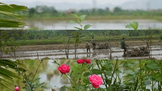 Làng tôi yên bình và giản dị quá  Minh Khờ Vlog [upl. by Cedell]