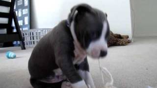 Blue nose pitbull puppy [upl. by Aiceled]