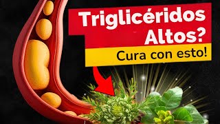 🌿2 PLANTAS IMPLACABLES para TRIGLICÉRIDOS ALTOS🔥 [upl. by Ahnavas]