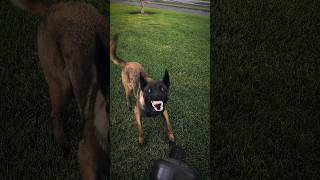 Belgian malinois belgianmalinois malinoislovers realdogtraining reels shorts [upl. by Aneerb]