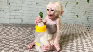 Baby Monkey Cupid Screams for Mom because Ran Out Of Milk [upl. by Arhsub]