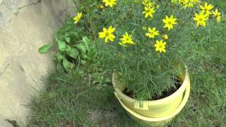 Coreopsis verticillata Big Bang [upl. by Eemiaj498]