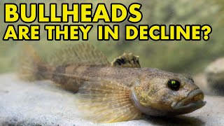 Are Bullheads Declining  FISH MYTHS UK [upl. by Enyluqcaj600]