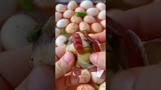 Egg fortilyse amazingfacts food [upl. by Ellyn]