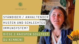 Ständiger  anhaltender Husten und schlechtes Immunsystem Diese 2 Knospen solltest du kennen [upl. by Artinak]