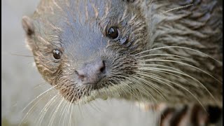 De otters zijn weer terug in Diergaarde Blijdorp Rotterdam [upl. by Victorine]