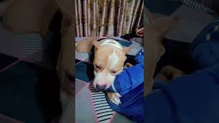 Jody funny pitbull funny dog breedcute viral [upl. by Barncard55]