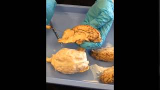 Sheep Brain Demo [upl. by Merlina]