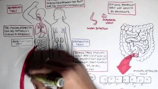 Mucosal Immunity Overview [upl. by Selegna]