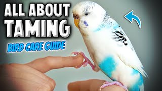 How to Tame amp Take Care of Your Pet Bird  Parakeet Budgie Compilation [upl. by Elmira222]