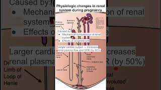 Physiologic changes in renal system during pregnancy [upl. by Torre162]