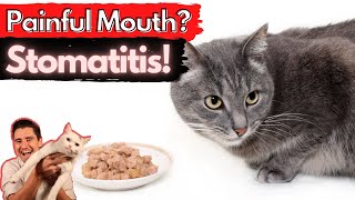 Stomatitis in the Cat Painful and inflamed mouth Dr Dan explains How to treat and fix stomatitis [upl. by Ees]