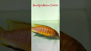 MMA Short  Beautiful Malawi Cichlids  African Cichlid Tank cichlid africancichlids malawi fish [upl. by Rodina]