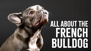 All About The French Bulldog [upl. by Holds]