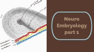 Neuro Embryology part 1 [upl. by Putscher]