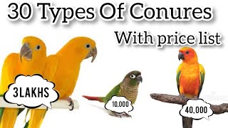 30 Types of conures and its prices [upl. by Barcot822]