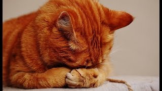 LA MEJOR MÚSICA Para Gatos Y Perros Inquietos O Nerviosos 💛 Muy Dulce Musicoterapia Para Dormir [upl. by Ultann107]