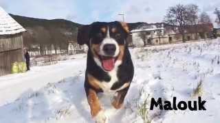 Entlebucher Sennenhund Malouk  Winter 2014 [upl. by Norword178]